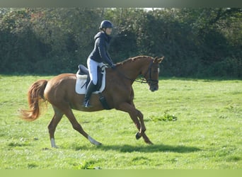 Mecklenburg Warmblood, Mare, 8 years, 17,1 hh, Chestnut-Red