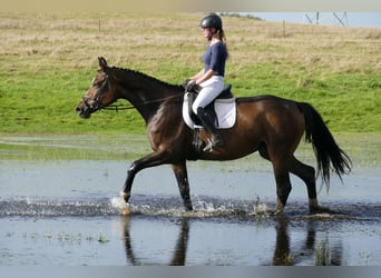 Mecklenburg Warmblood, Mare, 8 years, 17 hh, Brown
