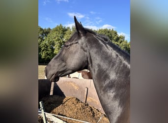 Mecklenburg Warmblood, Mare, 9 years, 15.2 hh, Black