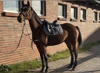 Mecklenburg Warmblood, Mare, 9 years, 15,3 hh, Brown