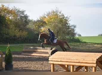 Mecklenburg Warmblood, Mare, 9 years, 16,1 hh, Chestnut-Red