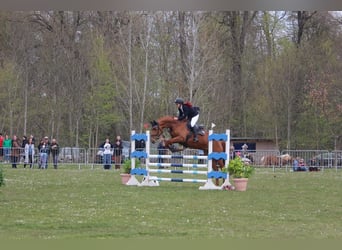 Mecklenburg Warmblood, Mare, 9 years, 16,1 hh, Chestnut-Red