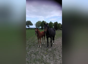 Mecklenburg Warmblood, Mare, 9 years, 16,1 hh, Chestnut-Red