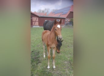 Mecklenburg Warmblood, Mare, 9 years, 16,1 hh, Chestnut-Red