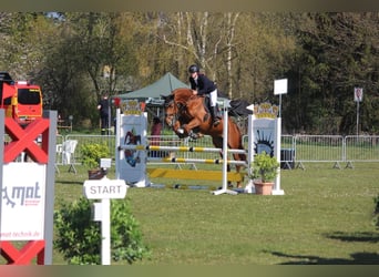 Mecklenburg Warmblood, Mare, 9 years, 16,1 hh, Chestnut-Red