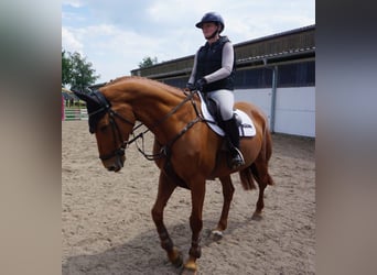 Mecklenburg Warmblood, Mare, 9 years, 16,1 hh