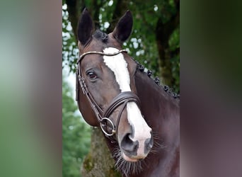 Mecklenburg Warmblood, Mare, 9 years, 16.2 hh, Bay-Dark