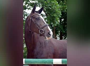 Mecklenburg Warmblood, Mare, 9 years, 16.2 hh, Bay-Dark