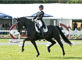 Mecklenburg Warmblood, Mare, 9 years, 16.2 hh, Black