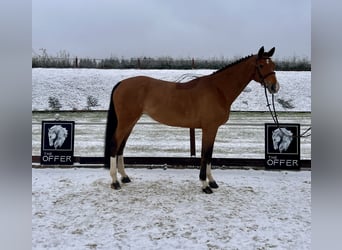 Mecklenburg Warmblood, Mare, 9 years, 16,2 hh, Brown