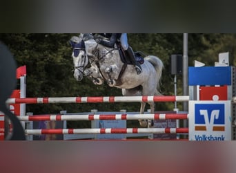 Mecklenburg Warmblood, Mare, 9 years, 16 hh, Grey
