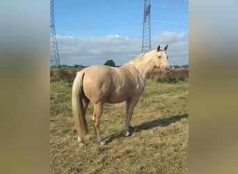 Mecklenburg Warmblood, Mare, 9 years, 16 hh, Palomino