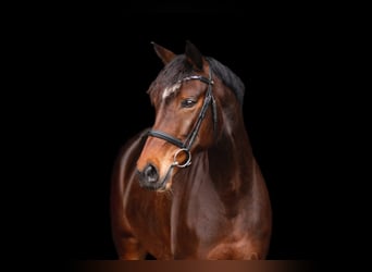 Mecklenburg Warmblood, Mare, 9 years, 16,1 hh, Brown