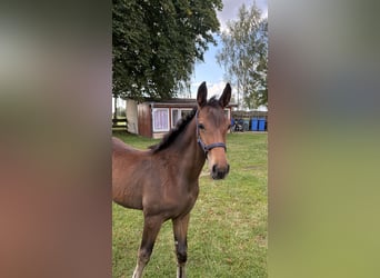 Mecklenburg Warmblood, Mare, Foal (05/2026), 16.1 hh, Bay-Dark