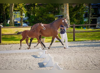 Mecklenburg Warmblood, Mare, Foal (04/2026), 16 hh, Brown