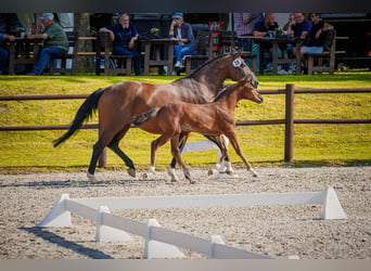 Mecklenburg Warmblood, Mare, Foal (04/2026), 16 hh, Brown