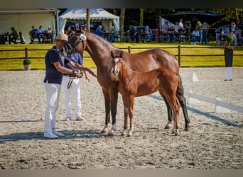 Mecklenburg Warmblood, Mare, Foal (04/2026), 16 hh, Brown