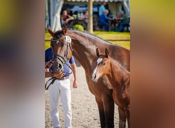 Mecklenburg Warmblood, Mare, Foal (04/2026), 16 hh, Brown