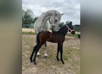 Mecklenburg Warmblood, Mare, Foal (04/2025), 16 hh, Grey