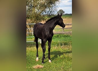 Mecklenburg Warmblood, Mare, Foal (05/2025), 16,2 hh, Black
