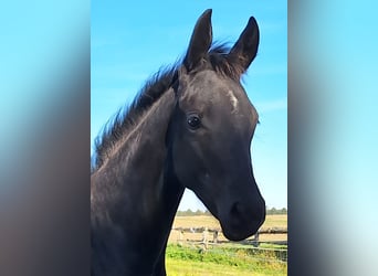 Mecklenburg Warmblood, Mare, Foal (05/2025), 16,2 hh, Black