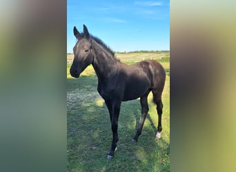 Mecklenburg Warmblood, Mare, Foal (05/2025), 16,2 hh, Black