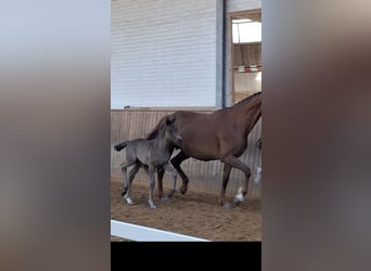 Mecklenburg Warmblood, Mare, , 16,2 hh, Black