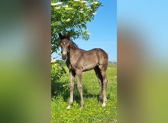 Mecklenburg Warmblood, Mare, , 16,2 hh, Black