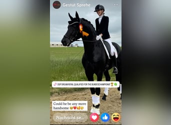 Mecklenburg Warmblood, Mare, , 16,2 hh, Black