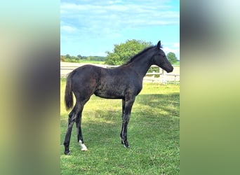 Mecklenburg Warmblood, Mare, Foal (05/2025), 16,2 hh, Black