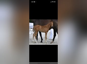 Mecklenburg Warmblood, Mare, Foal (06/2025), 16,2 hh, Chestnut