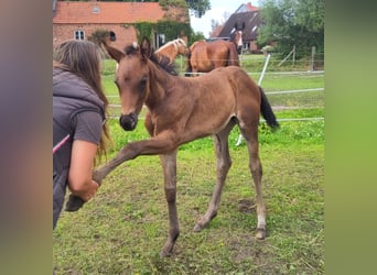 Mecklenburg Warmblood, Mare, Foal (05/2024), Bay-Dark