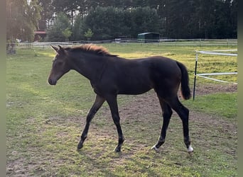 Mecklenburg Warmblood, Mare, Foal (04/2024), Bay-Dark