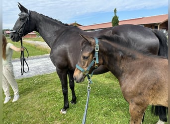 Mecklenburg Warmblood, Mare, Foal (04/2024), Bay-Dark