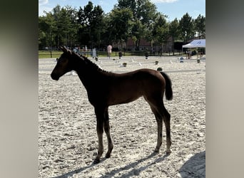 Mecklenburg Warmblood, Mare, Foal (04/2024), Bay-Dark