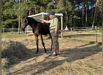 Mecklenburg Warmblood, Mare, Foal (04/2024), Bay-Dark