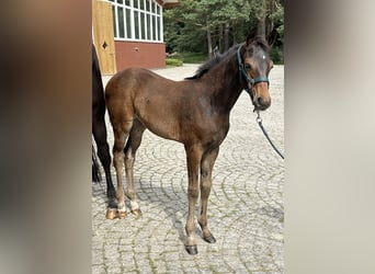 Mecklenburg Warmblood, Mare, Foal (04/2024), Bay-Dark