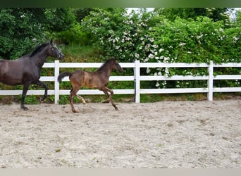 Mecklenburg Warmblood, Mare, Foal (04/2026), Black