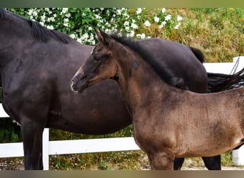 Mecklenburg Warmblood, Mare, Foal (04/2026), Black