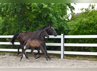 Mecklenburg Warmblood, Mare, Foal (05/2026), Black