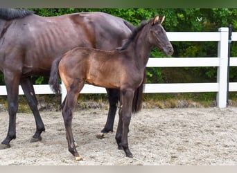 Mecklenburg Warmblood, Mare, Foal (05/2026), Black