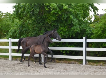 Mecklenburg Warmblood, Mare, Foal (05/2026), Black