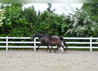 Mecklenburg Warmblood, Mare, Foal (05/2026), Black