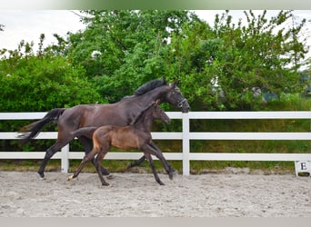 Mecklenburg Warmblood, Mare, Foal (05/2026), Black