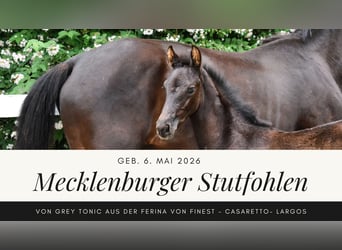 Mecklenburg Warmblood, Mare, Foal (05/2026), Black