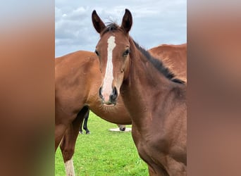 Mecklenburg Warmblood, Mare, Foal (04/2023), Brown