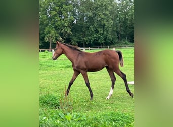 Mecklenburg Warmblood, Mare, Foal (04/2023), Brown