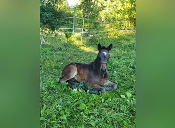 Mecklenburg Warmblood, Mare, Foal (07/2026), Brown