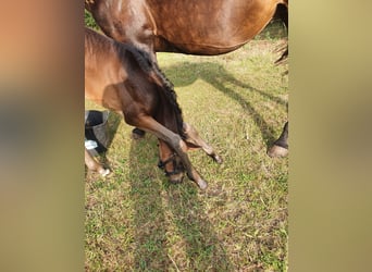 Mecklenburg Warmblood, Mare, Foal (07/2026), Brown