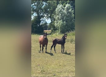 Mecklenburg Warmblood, Mare, Foal (03/2026), Brown